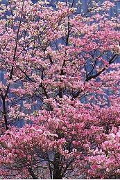 D加密宕机导致《女神异闻录5：皇家版》无法运行